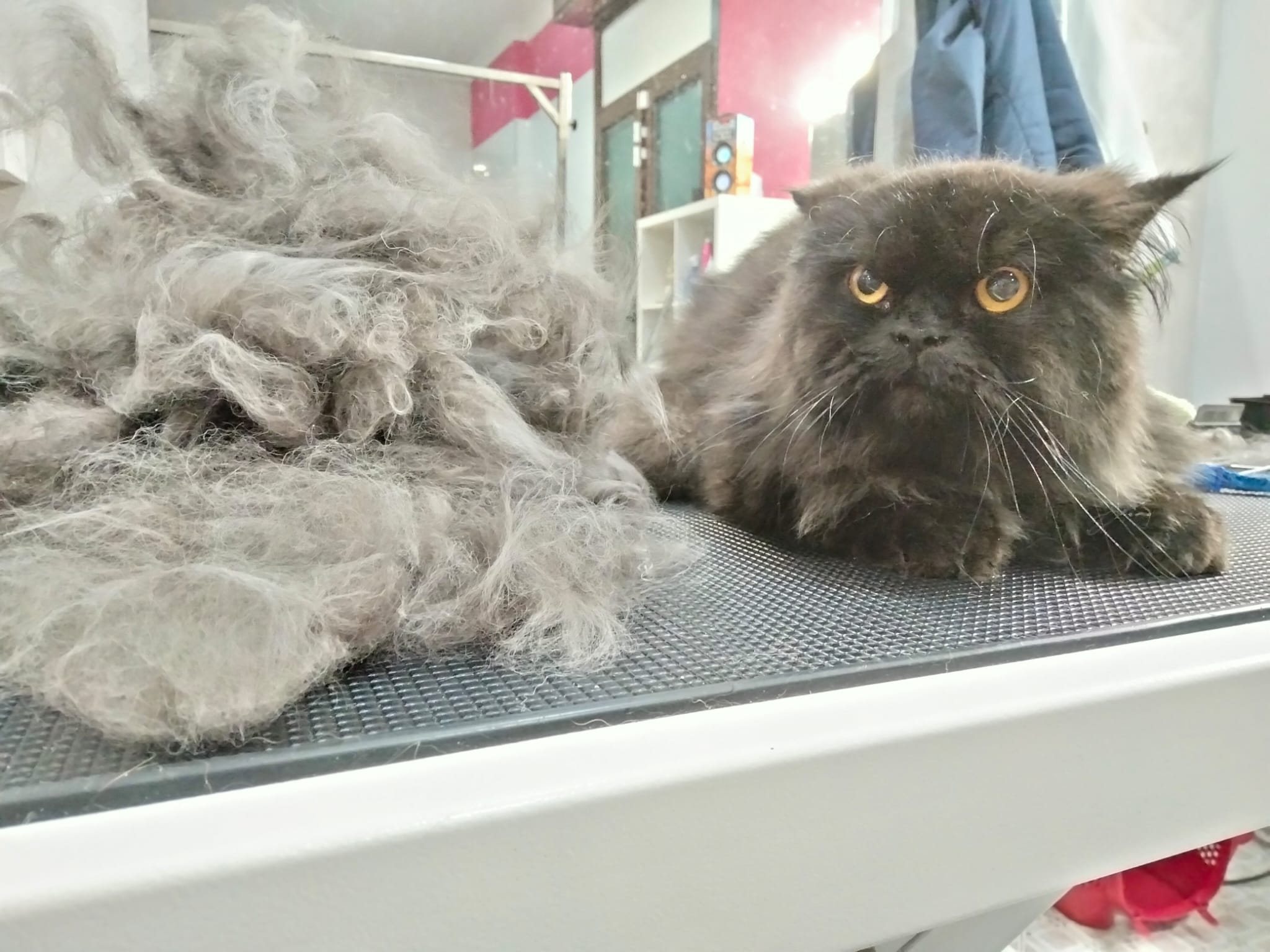 WhatsApp Image 2022-05-17 at 9.55.40 AM (1)