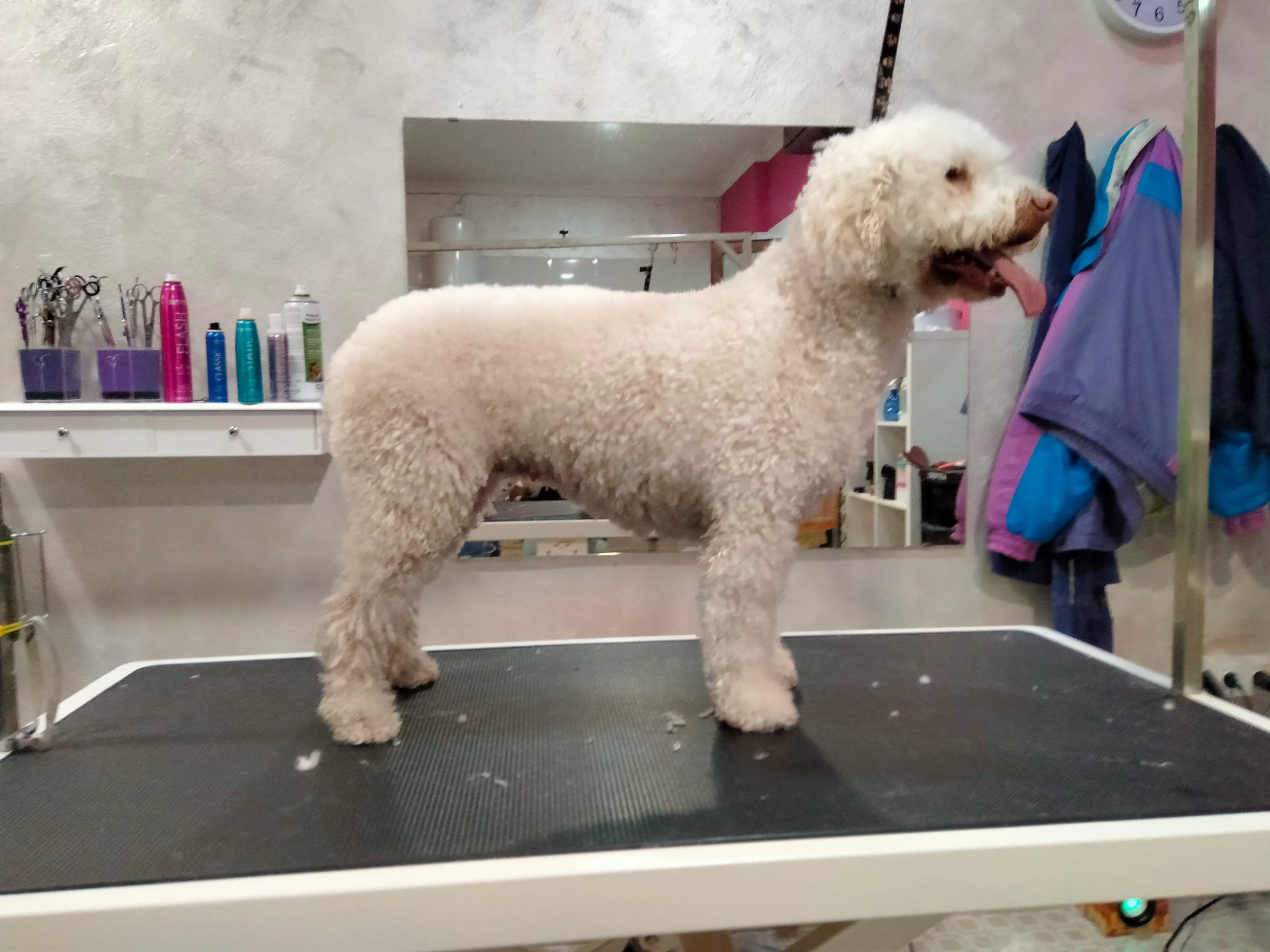 WhatsApp Image 2022-05-17 at 9.55.40 AM